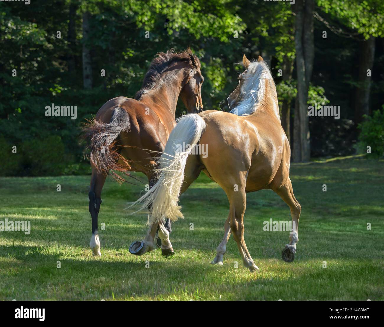 Vollblut und Tennessee Walking Horse Wallache Stockfoto