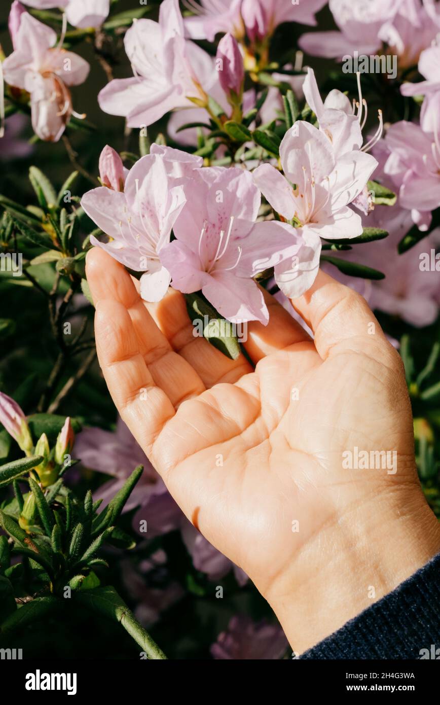 Frau Hand sanft hält Blumen unter schönem Sonnenlicht Stockfoto