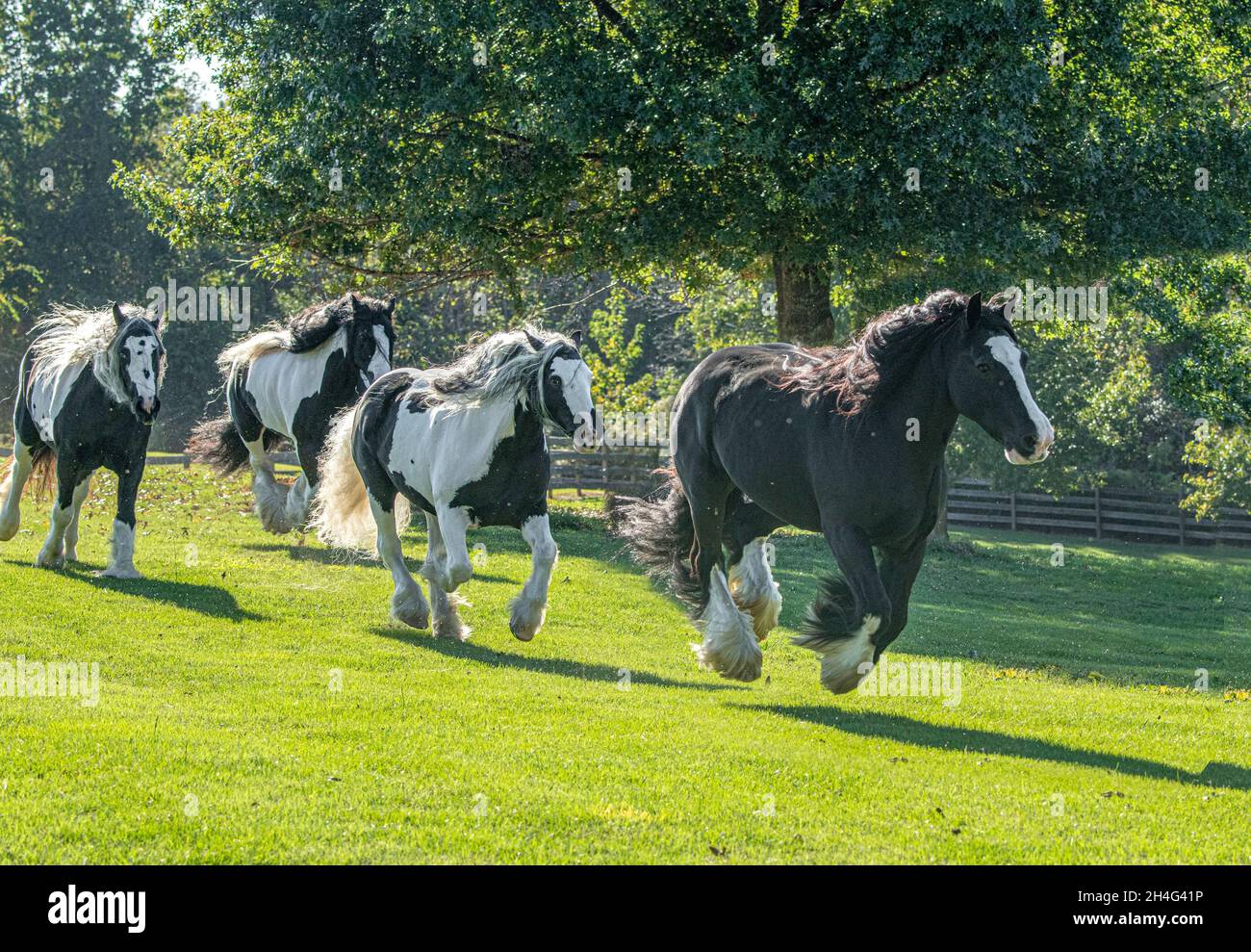 Vier Gypsy vanner Horse Stuten laufen im grünen Fahrerlager Stockfoto