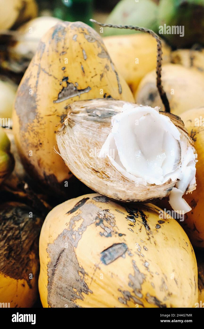 Gelbe Kokosnüsse werden auf dem Markt der Insel Mauritius verkauft. Schneiden Sie eine junge Kokosnuss mit Makoto. Viele Kokosnüsse auf dem Markt. Stockfoto
