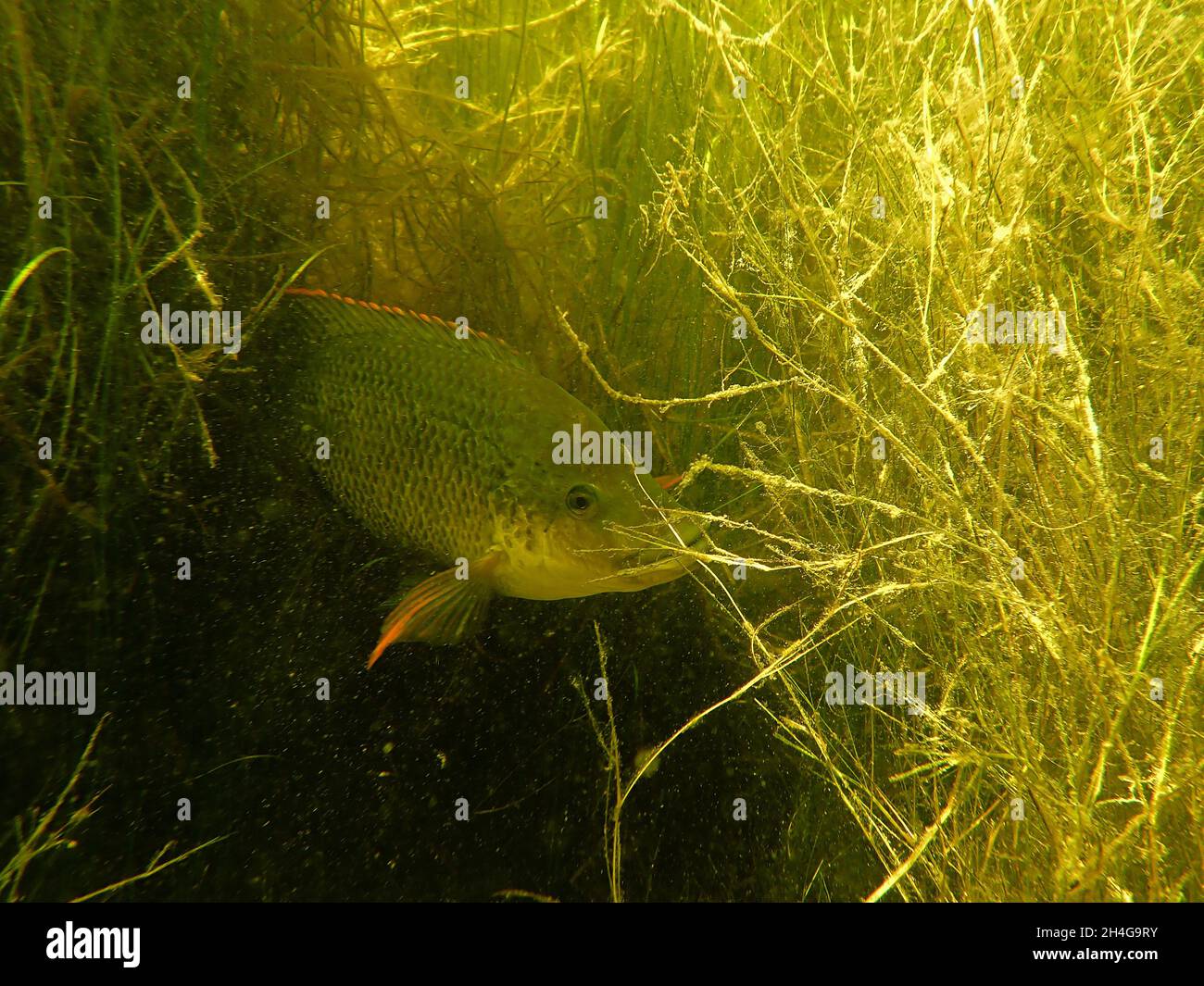 Mosambik Tilapia Peaking aus dichtem Wasserunkraut (Oreochromis mossambicus) Stockfoto