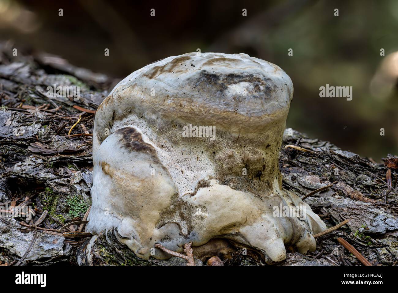 Fruchtkörper eines Agarikon-Pilzes Stockfoto