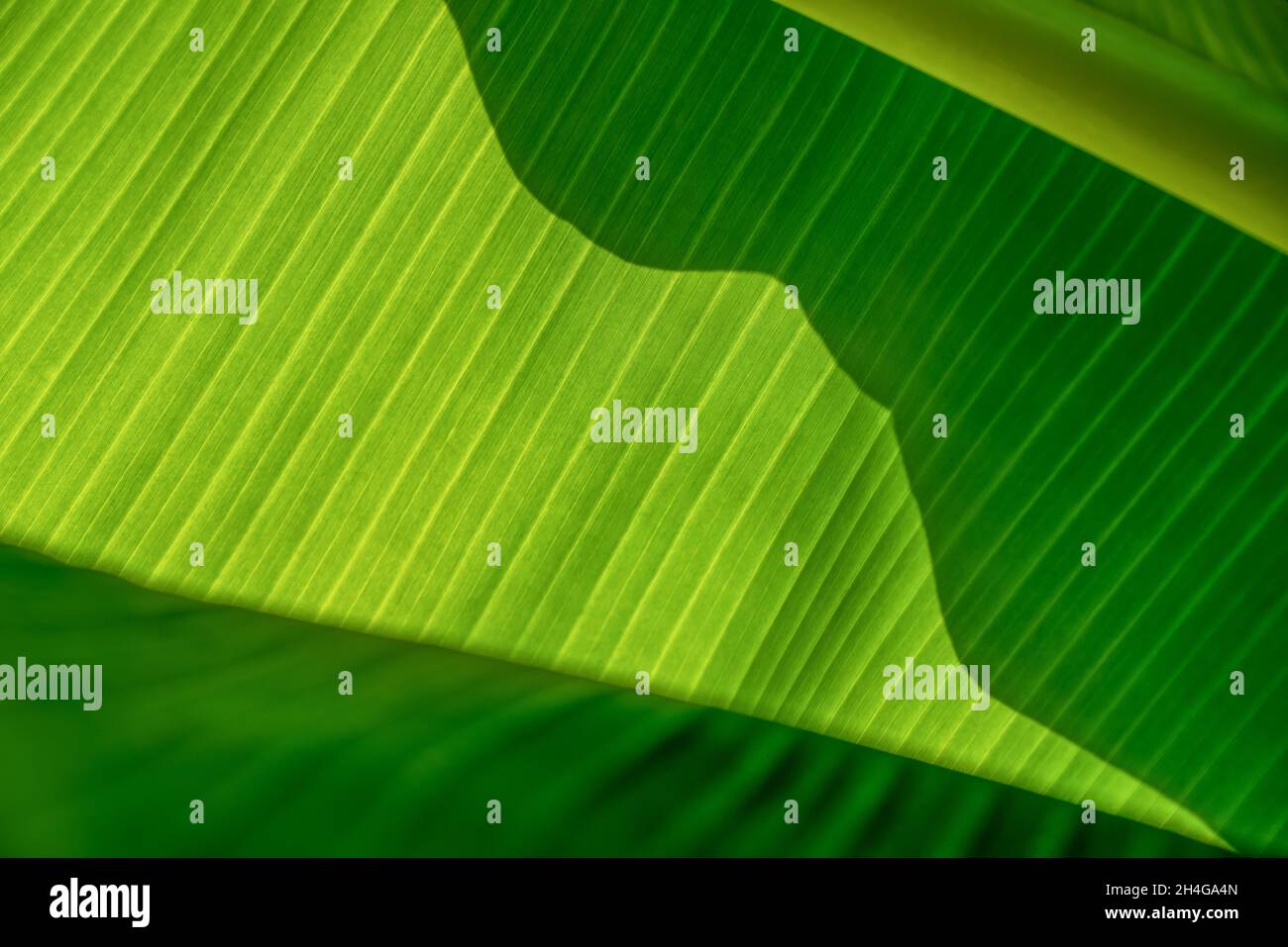 Textur exotischer Blätter. Hintergrund der grünen Blätter der Bananenpalme. Nahaufnahme. Stockfoto
