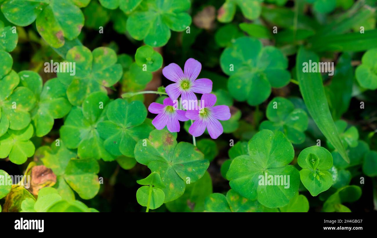 Pink Woodsorrel ( Oxalis debilis), aufgenommen am Straßenrand im Norden von Queensland. Stockfoto