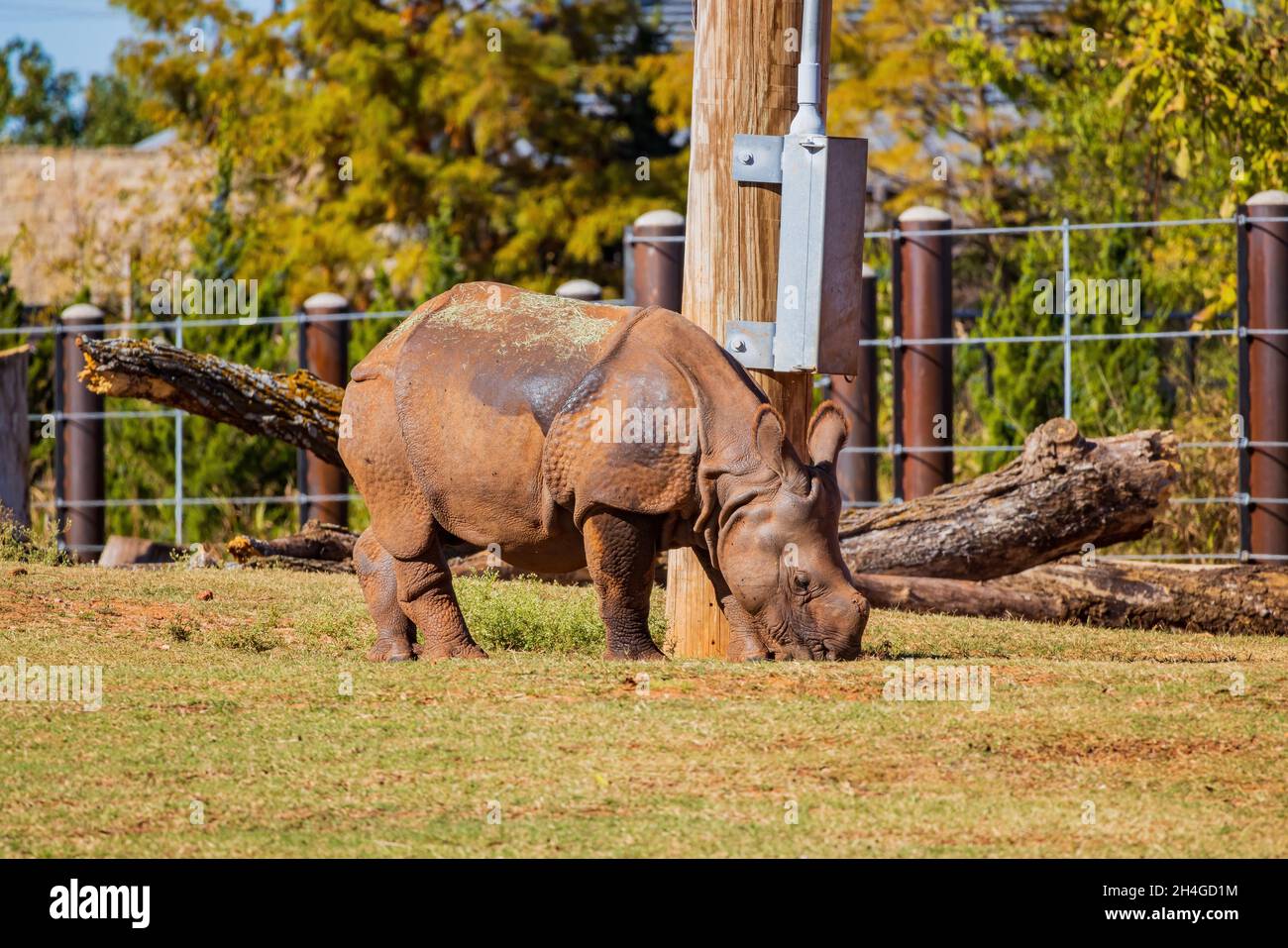 Nahaufnahme eines Rhinozeros ohne Horn in Oklahoma Stockfoto