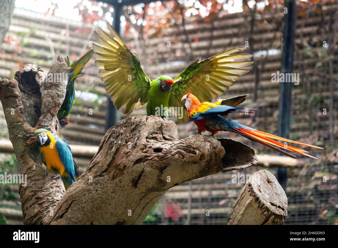 Bunte Papageien in einem Park auf der Insel Teneriffa. Stockfoto