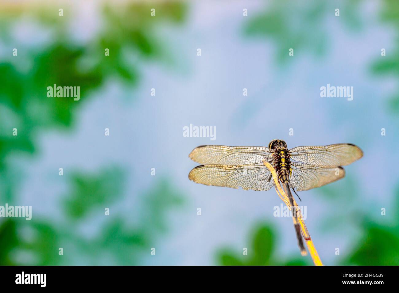 Eine Libelle, die auf einem kleinen Ast mit grünem Laubhintergrund thront, zum Thema Natur und Tierleben Stockfoto