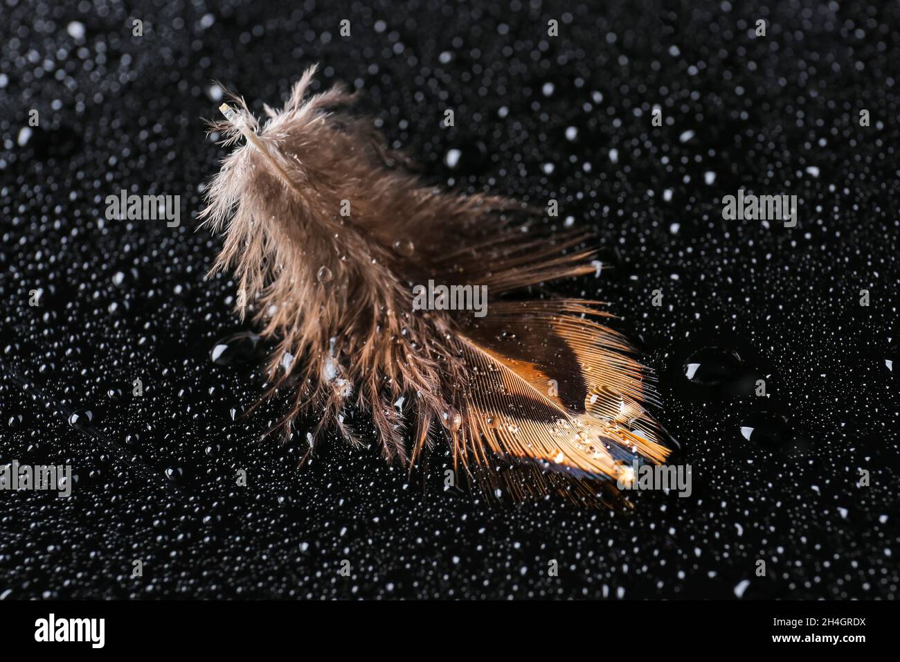 Schöne Faseanfeder mit Wassertropfen auf schwarzem Hintergrund Stockfoto