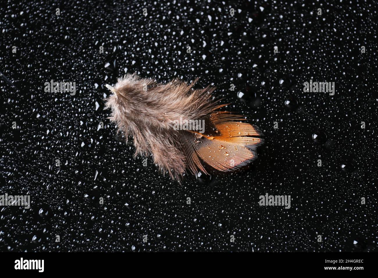 Schöne Faseanfeder mit Wassertropfen auf schwarzem Hintergrund Stockfoto