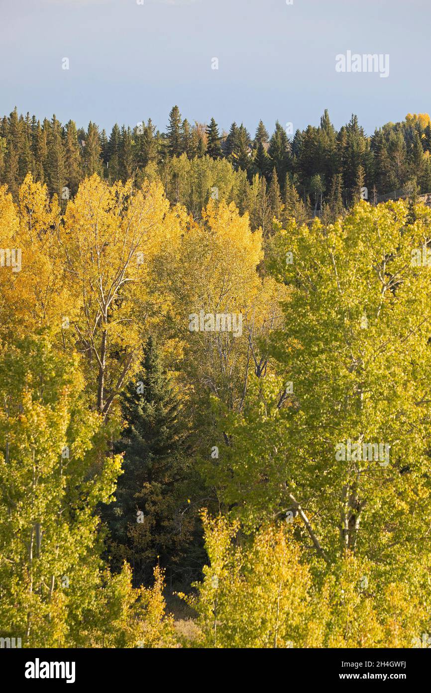 Mischwald in Kanada mit weißer Fichte, zitterndem Aspen und Balsam-Pappeln werden Laubbaumblätter am Ende des Sommers gelb Stockfoto