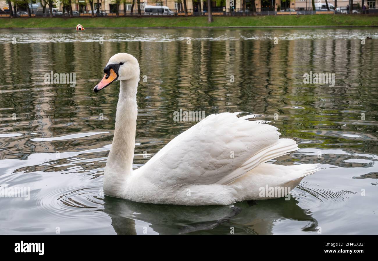 Anmutiger weißer Schwan schwimmt im Teich im Stadtpark. Der stumme