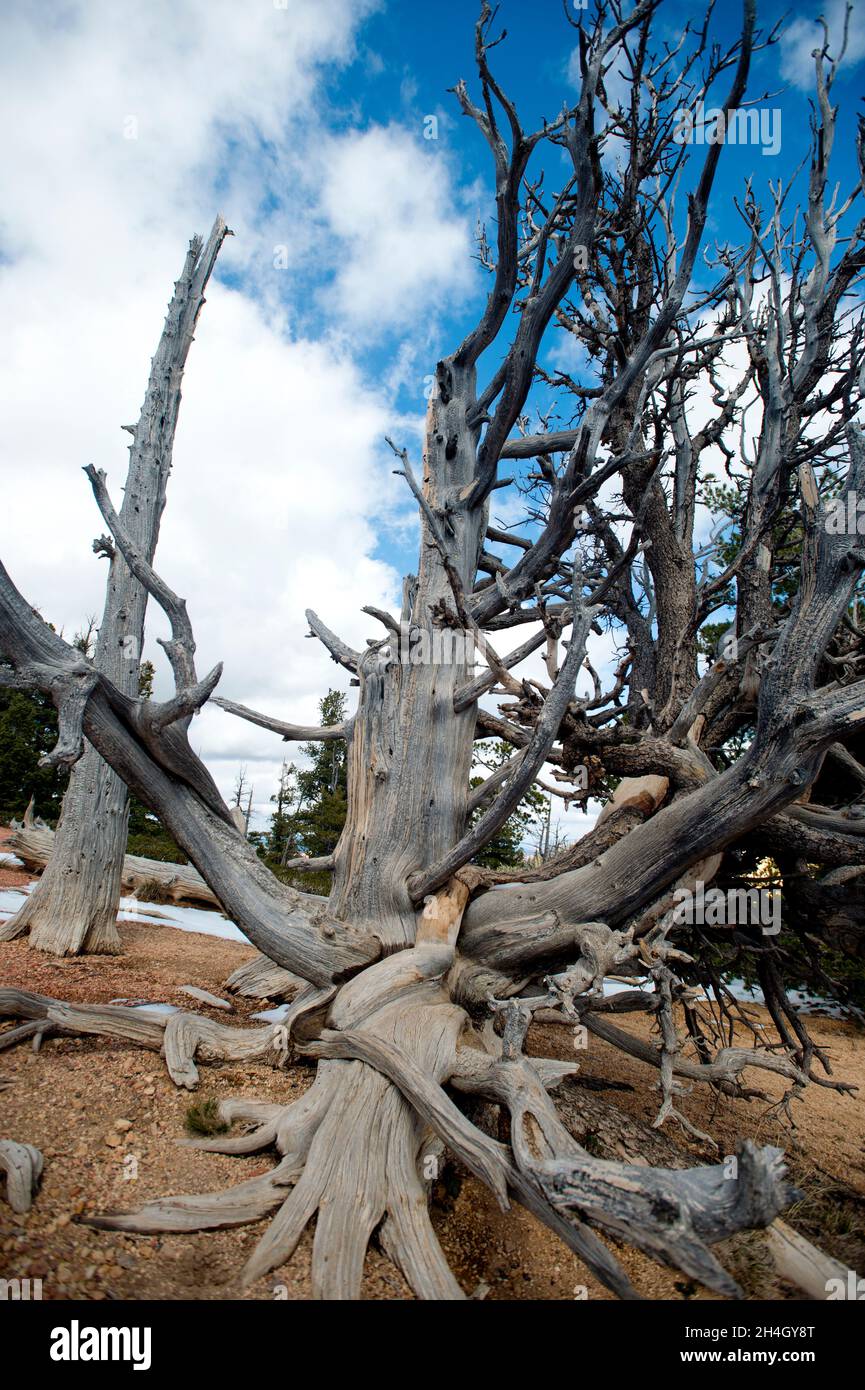 Great Basin Bristlecone Pine (Pinus longaeva), Bryce Canyon National Park, Utah Stockfoto