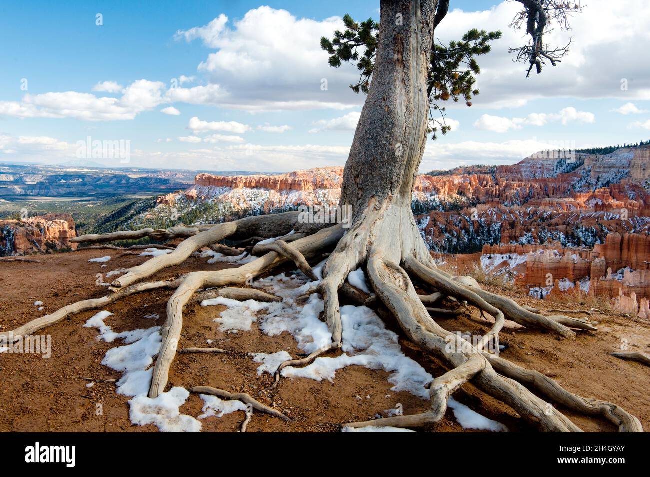 Limberkiefer mit freiliegenden Wurzeln (Pinus flexilis), Bryce Canyon National Park, Utah Stockfoto