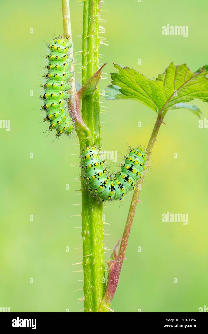 Kleine Kaiserfalter (Saturnia pavonia), zwei Raupen auf der Futterpflanze Himbeere, Schwaz, Tirol, Österreich Stockfoto