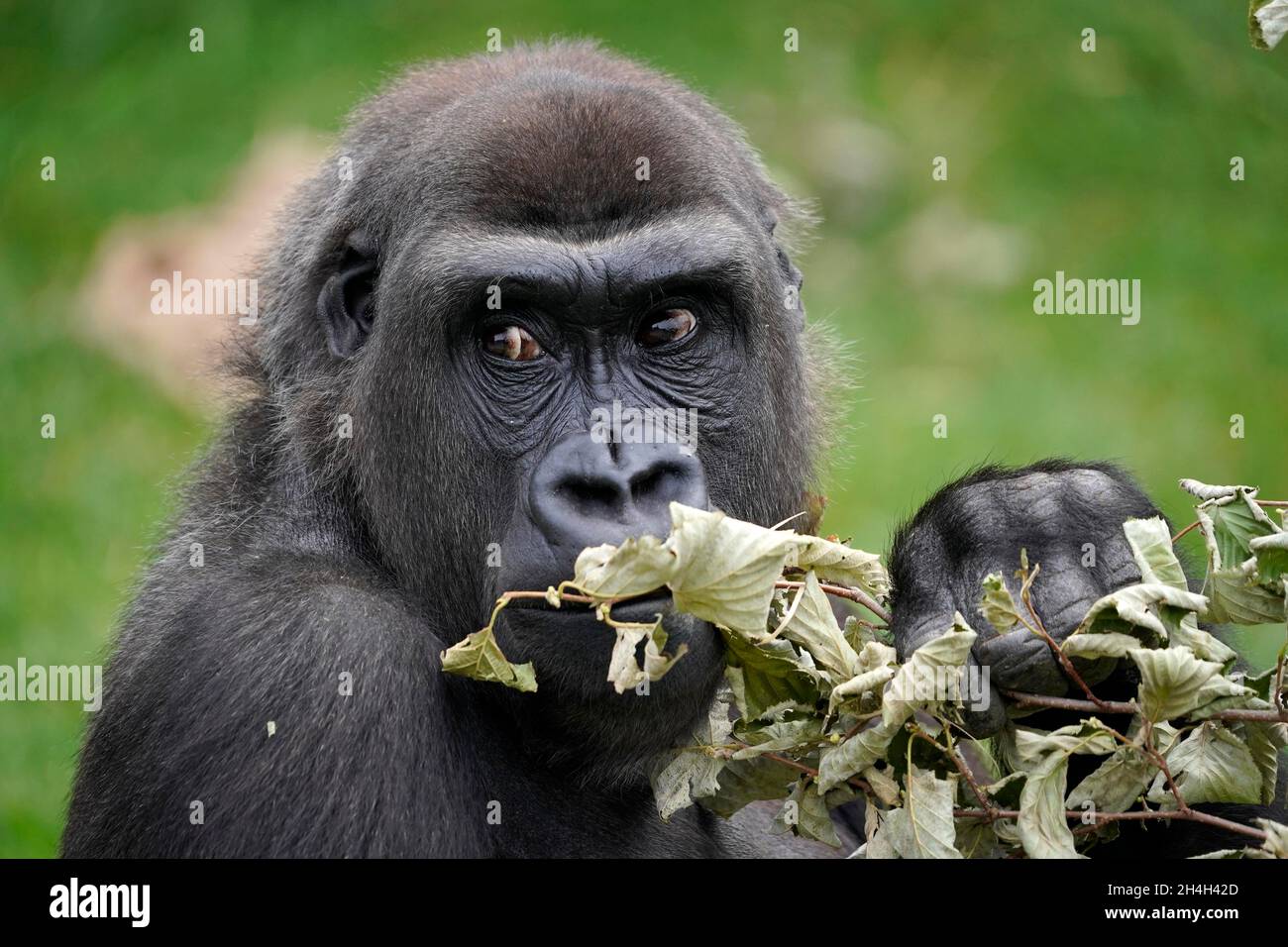 Flachlandgorilla (Gorilla Gorilla), Tierportrait, gefangen, Deutschland Stockfoto