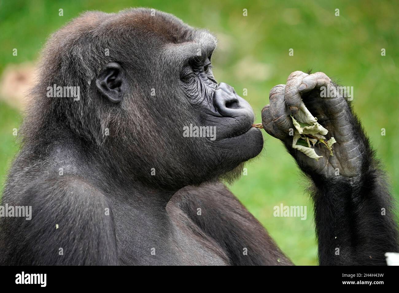 Flachlandgorilla (Gorilla Gorilla), Tierportrait, gefangen, Deutschland Stockfoto