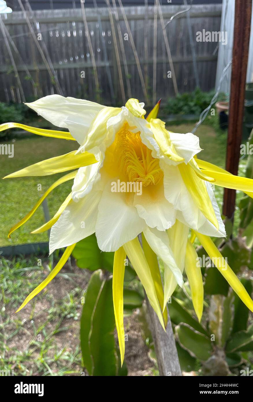 Große Blüte einer Pitaya- oder Drachenfrucht, (Hylocereus costariscensis), nach der Blüte in der Nacht. Stockfoto