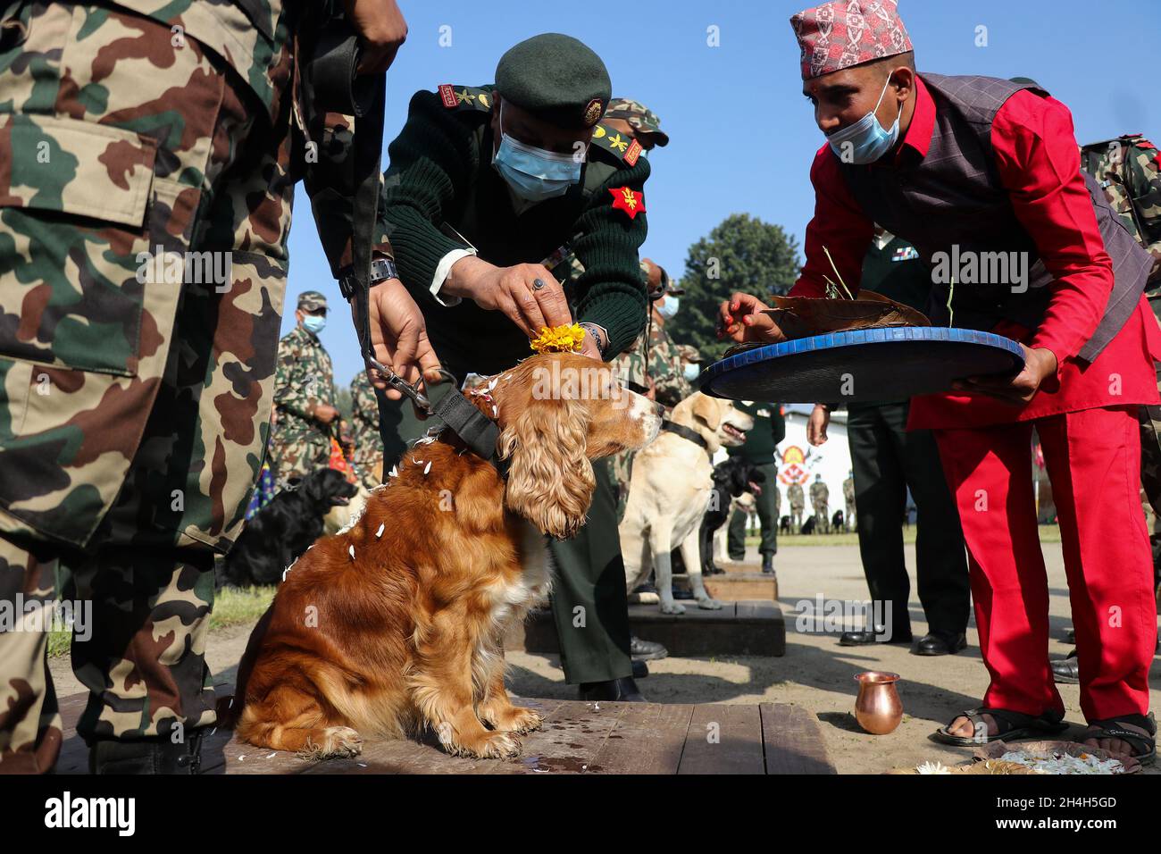 Kathmandu, NE, Nepal. November 2021. Am 3. November 2021 wurde in einer Kaserne der nepalesischen Armee in Bhaktapur, Nepal, ein schnuffeliger Hund anläßlich des Kukur Tihar, einem beliebten Fest, das Hunde anbetet, verehrt. (Bild: © Aryan Dhimal/ZUMA Press Wire) Stockfoto