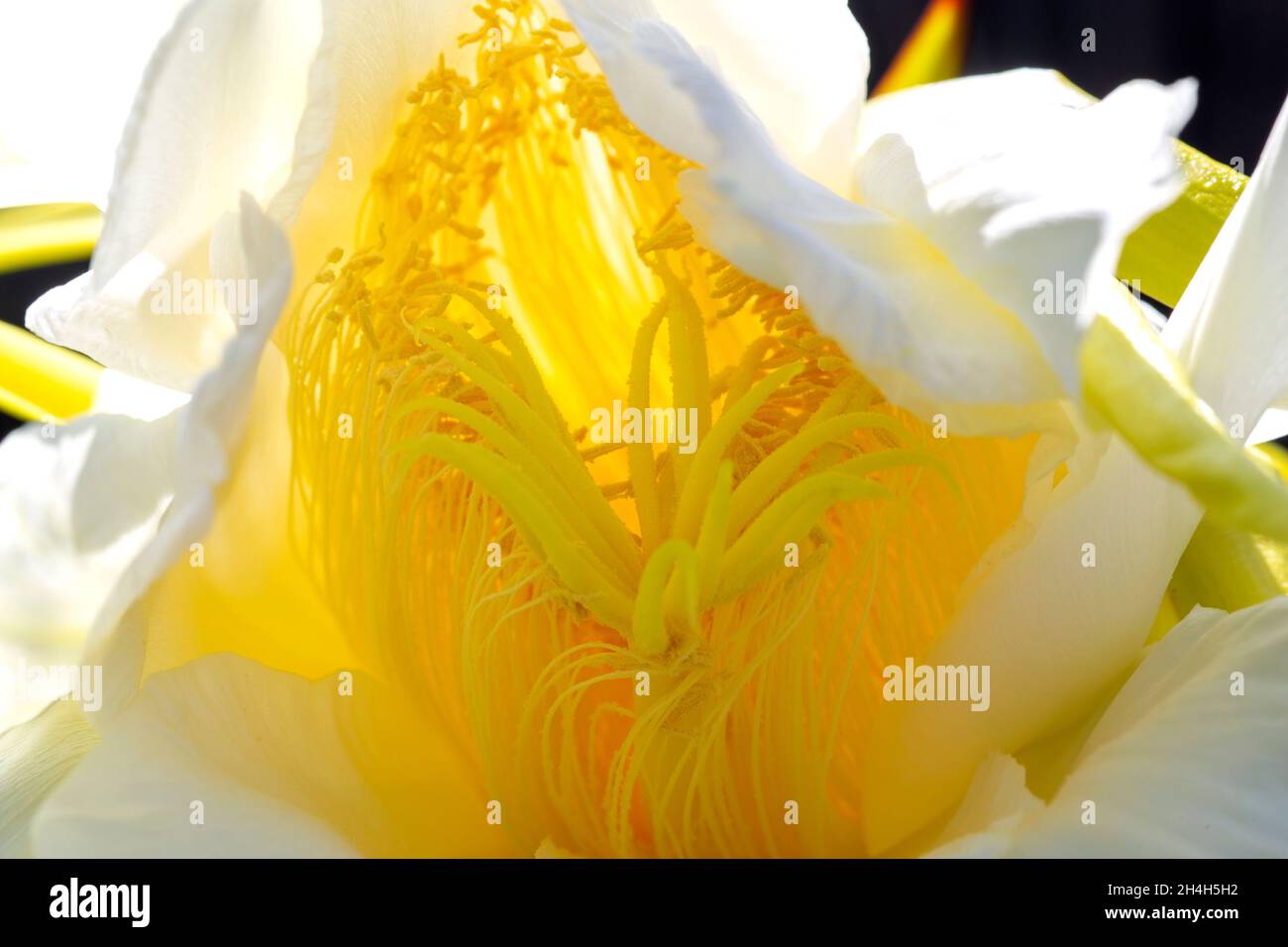 Detail einer großen Blüte einer Pitaya- oder Drachenfrucht (Hylocereus costariscensis), nach der Blüte in der Nacht. Stockfoto