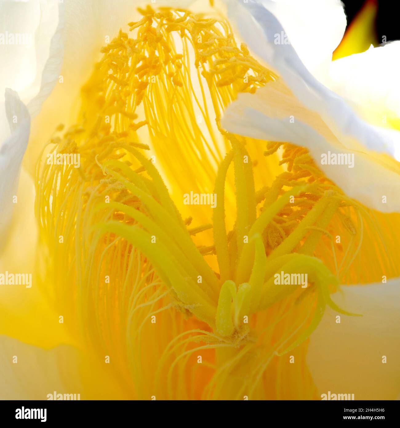Detail einer großen Blüte einer Pitaya- oder Drachenfrucht (Hylocereus costariscensis), nach der Blüte in der Nacht. Stockfoto
