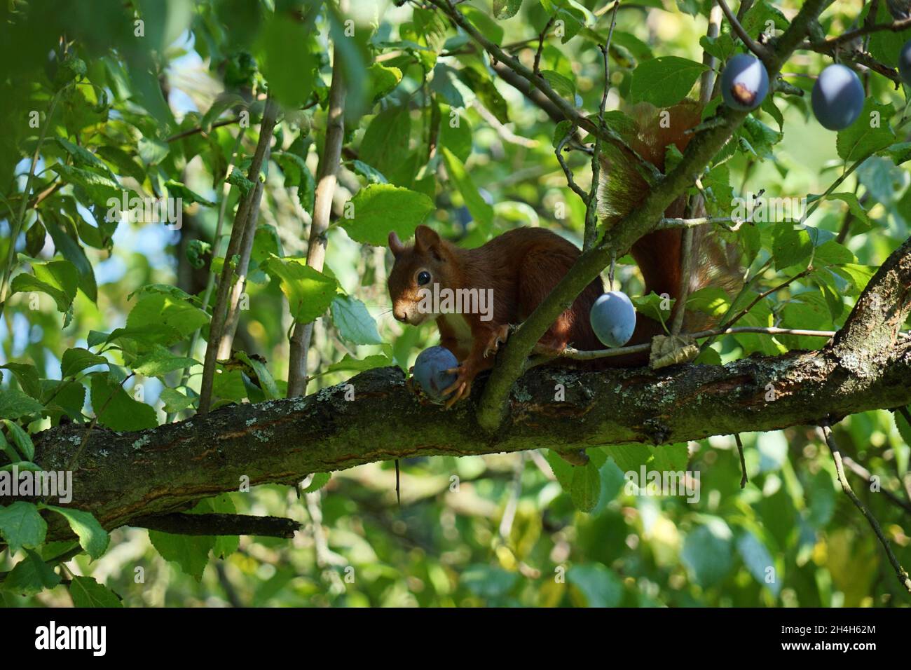 Eichhörnchen im Pfauenbaum Stockfoto