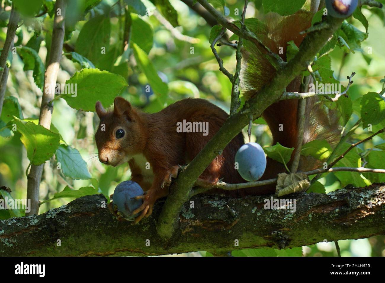 Eichhörnchen im Pfauenbaum Stockfoto