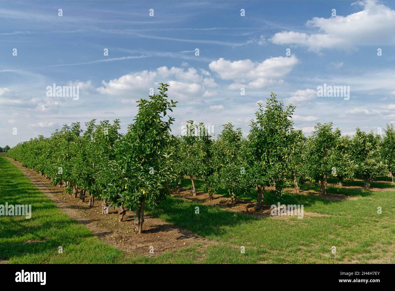 Apfelplantage, St. Hubert, Kempen, Kreis Viersen, Nordrhein-Westfalen, Deutschland Stockfoto