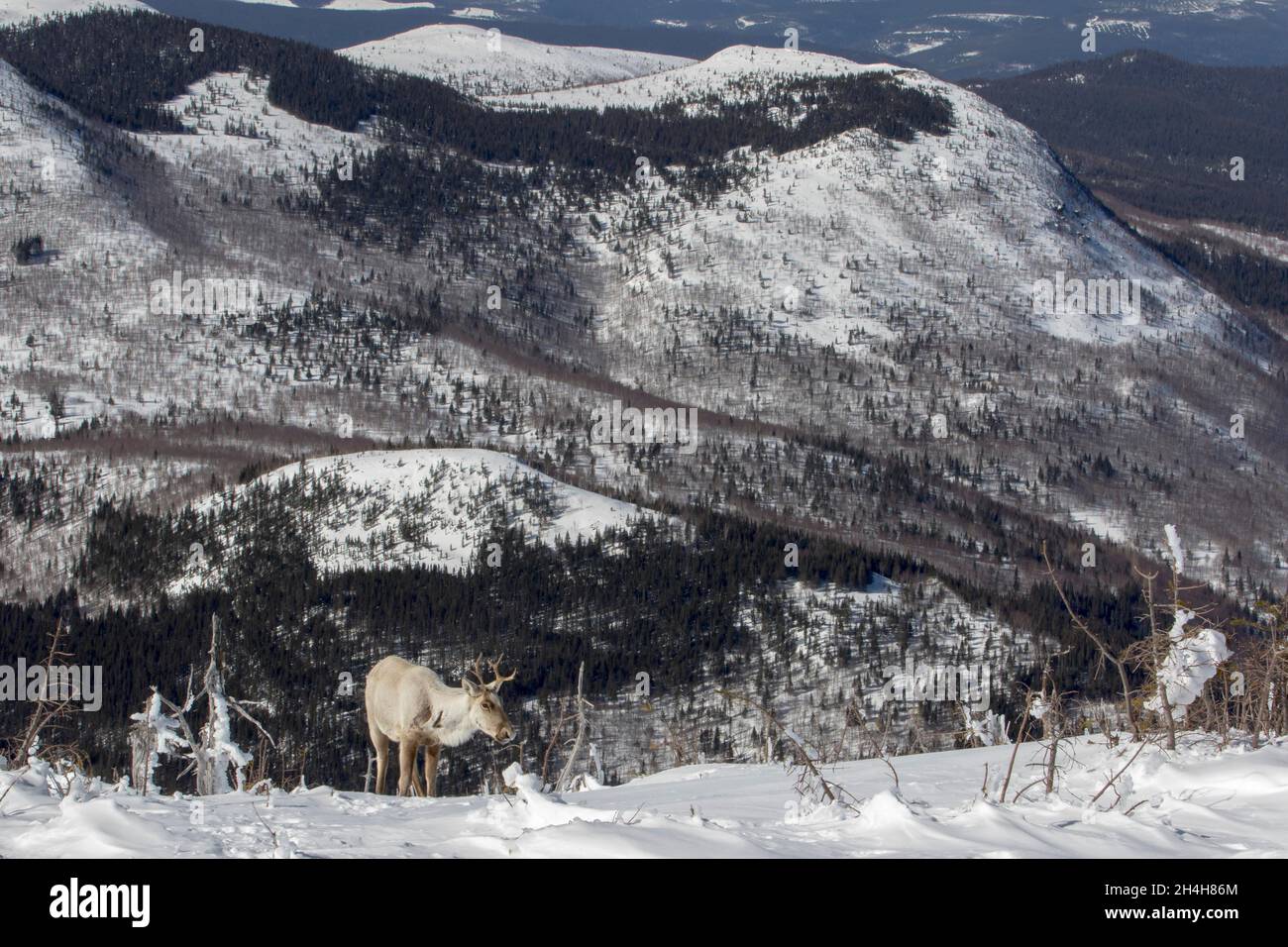 Waldkaribou (Rangifer tarandus caribou), Bergökotyp, Gaspestine-Nationalpark, Quebec, Kanada Stockfoto