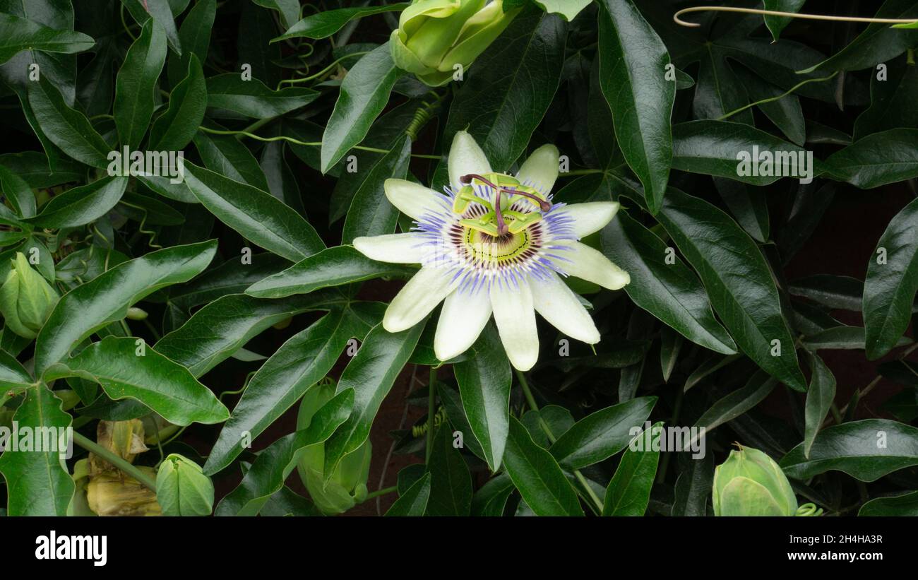 Eine große weiße Blume Passionblume inkarniert vor einem Hintergrund von sattem grünem Laub. Stockfoto