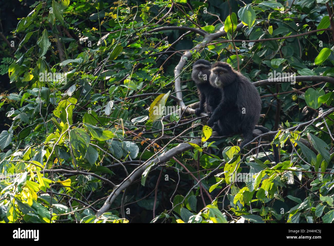 Blauer Affe - Cercopithecus mitis, schöner gewöhnlicher Primat aus afrikanischen Wäldern und Wäldern, Kenia. Stockfoto