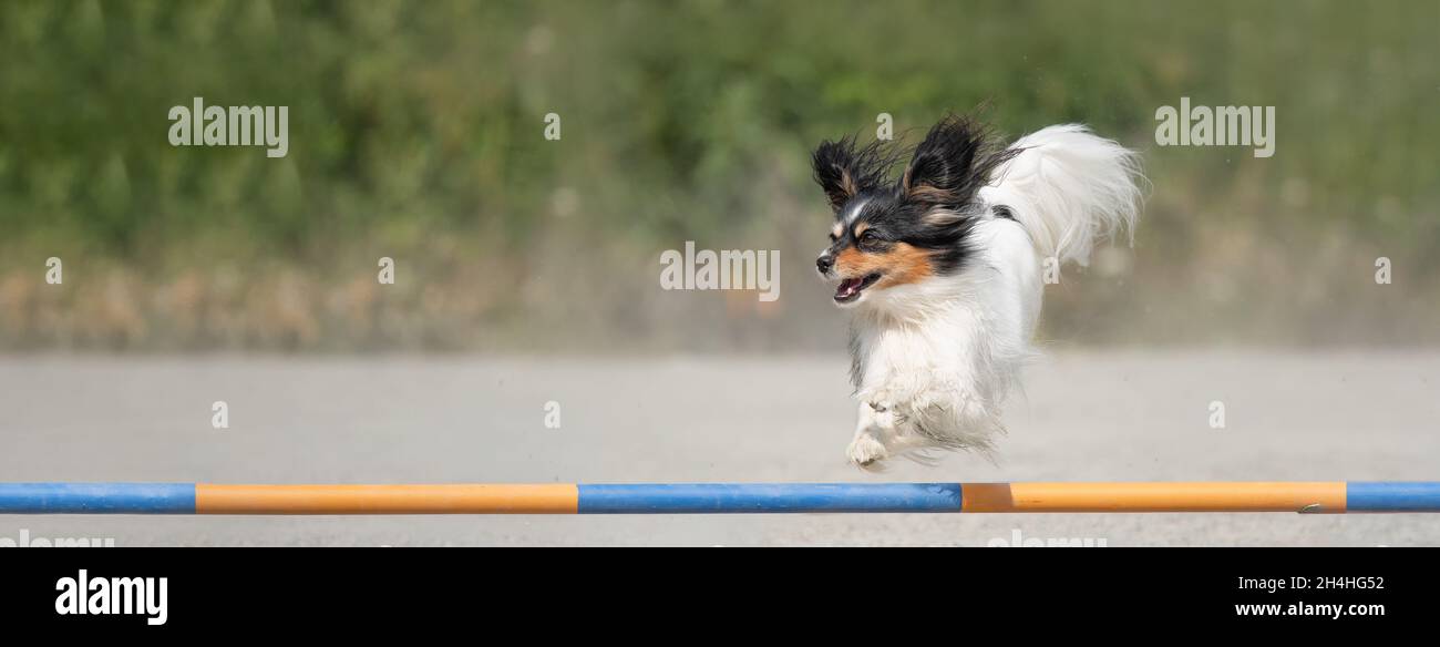 Papillon Hund springt über eine Agilität Hürde Stockfoto