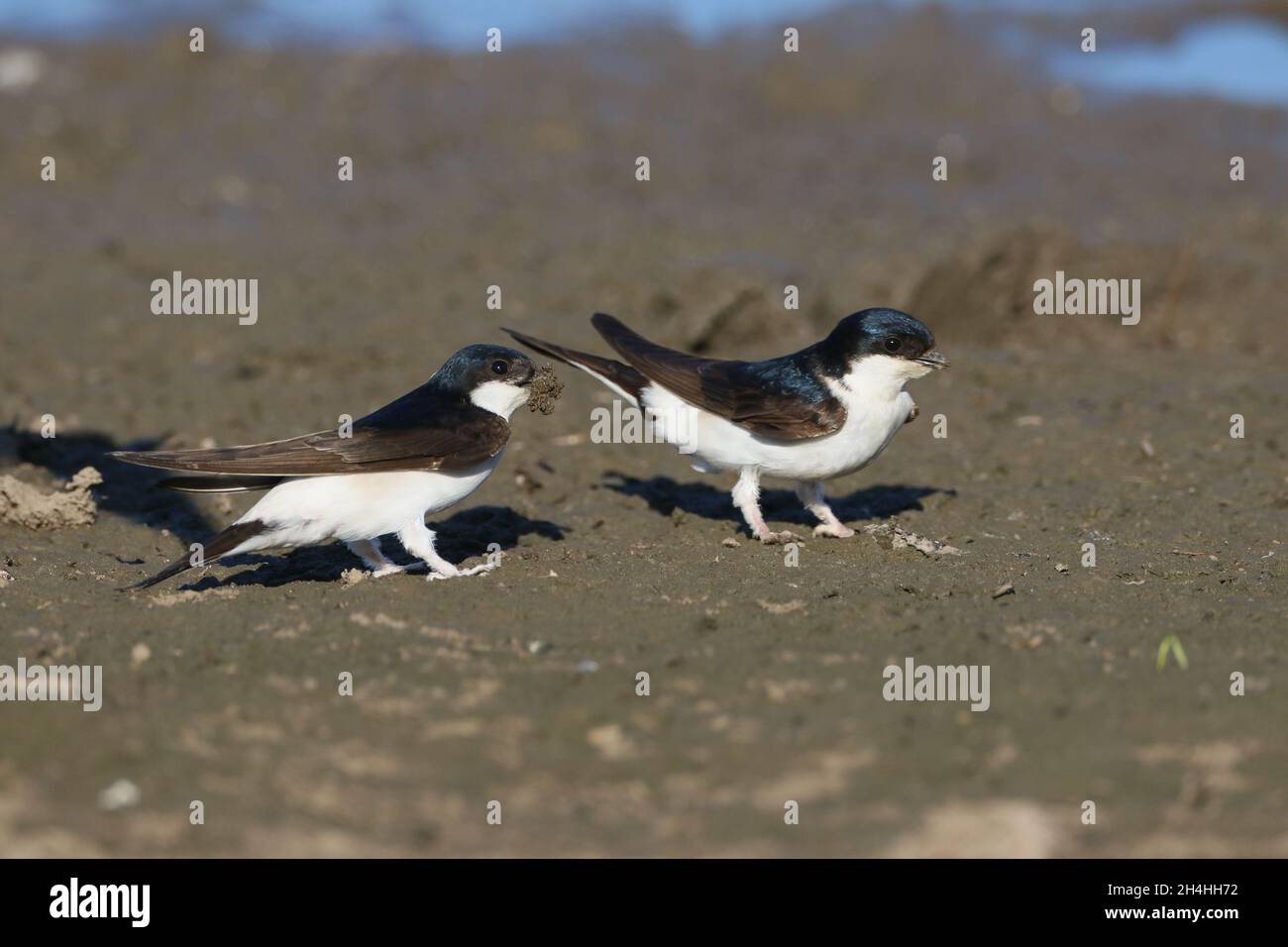 House martins wandern aus Afrika aus, um in Nord-Afrika und Europa, einschließlich Großbritannien, zu brüten. Sie bauen Nester auf Gebäuden mit feuchtem Schlamm und dann Futter! Stockfoto