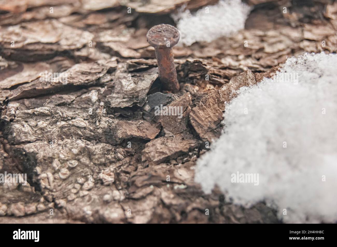 Ein Nagel in einem lebenden Baum. Der Baum versucht, die Wunde zu heilen. Achten Sie auf die Natur. Man muss mit der Natur befreundet sein. Stockfoto
