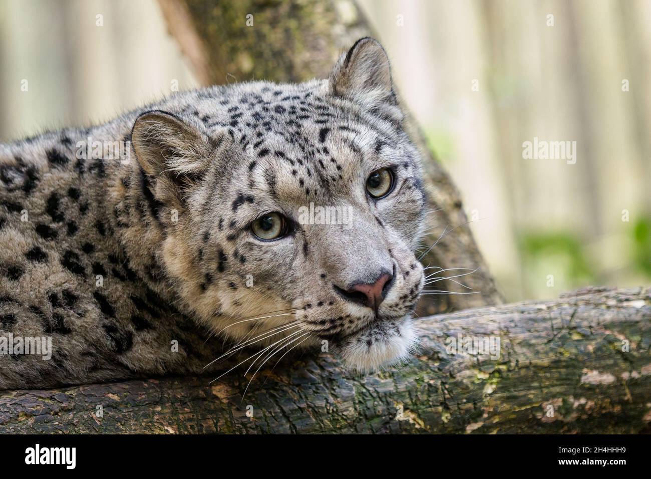 Snow Leopard - Irbis (Panthera uncia). Stockfoto