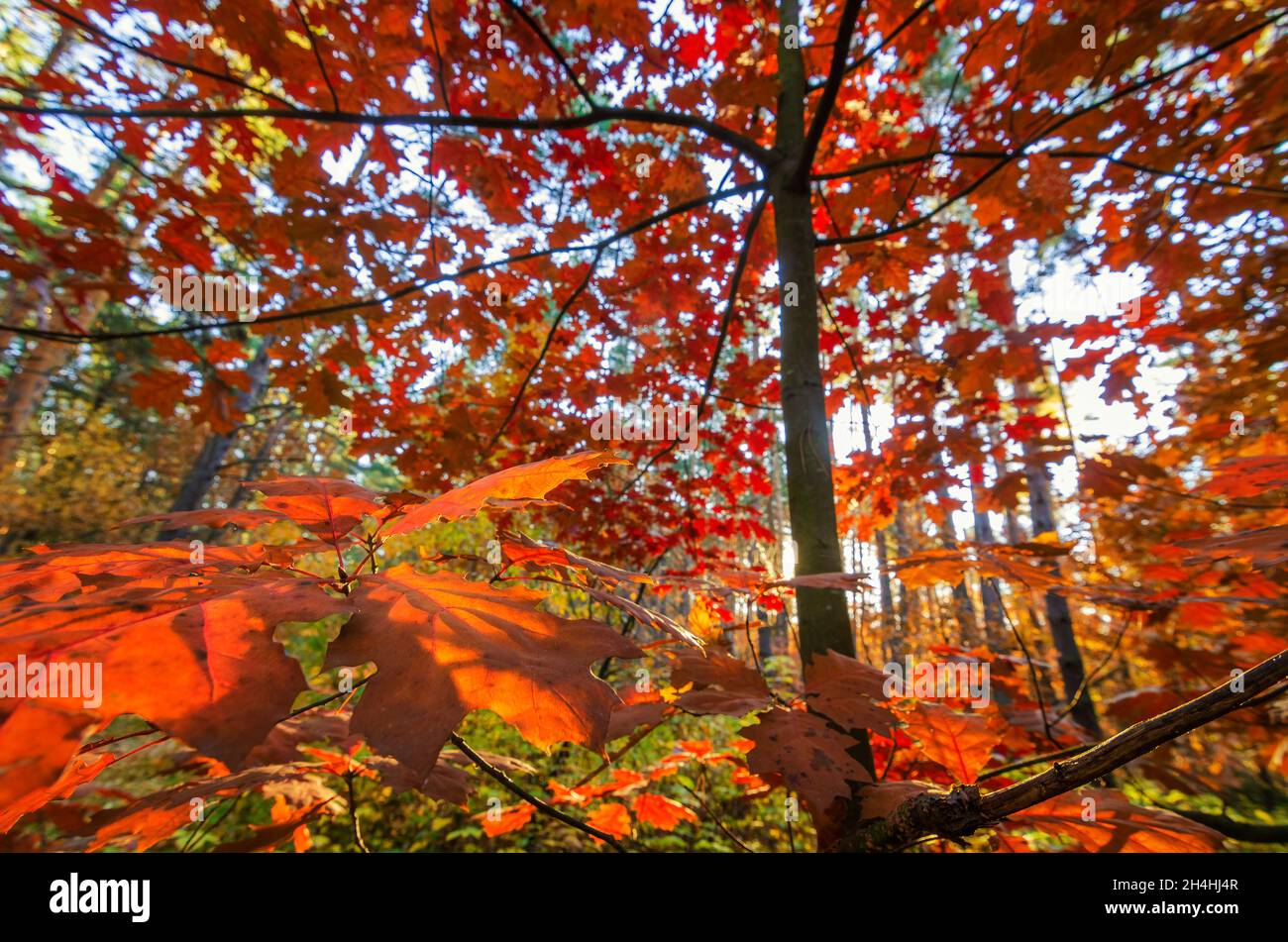 Goldene Eichen im Herbstwald Stockfoto