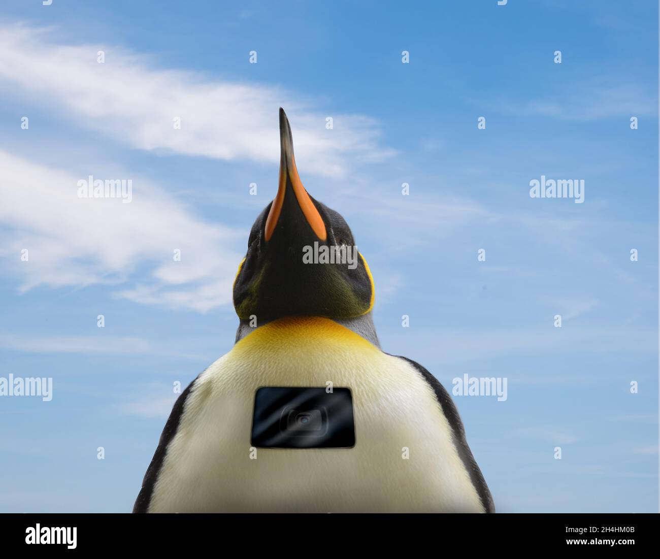 Pinguinkamera, Spionagekamera für Pinguine, kam dem Leben in der Antarktis nahe. Stockfoto