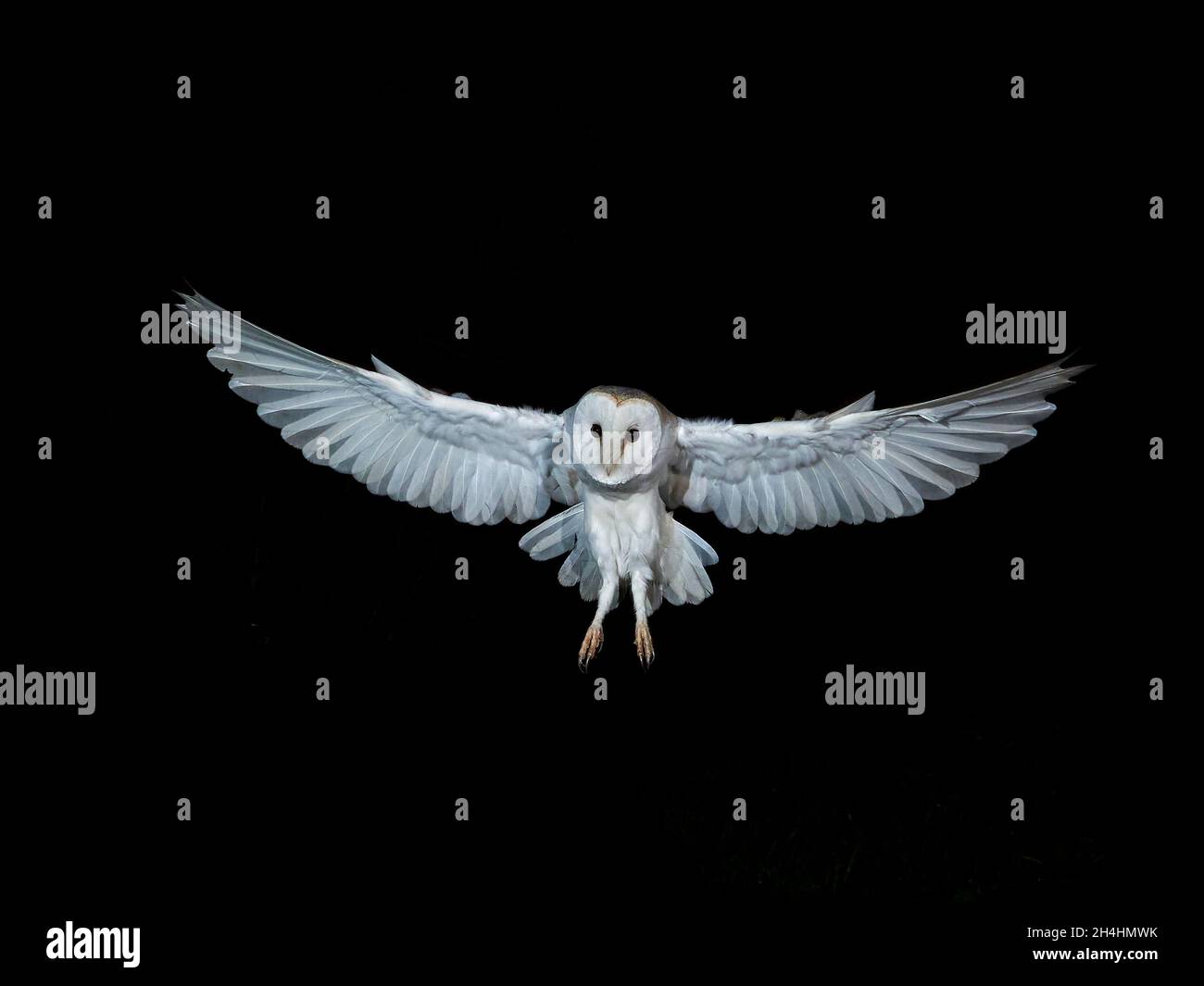 Scheune Eule Tyto alba im Flug bei Nacht Norfolk Stockfoto