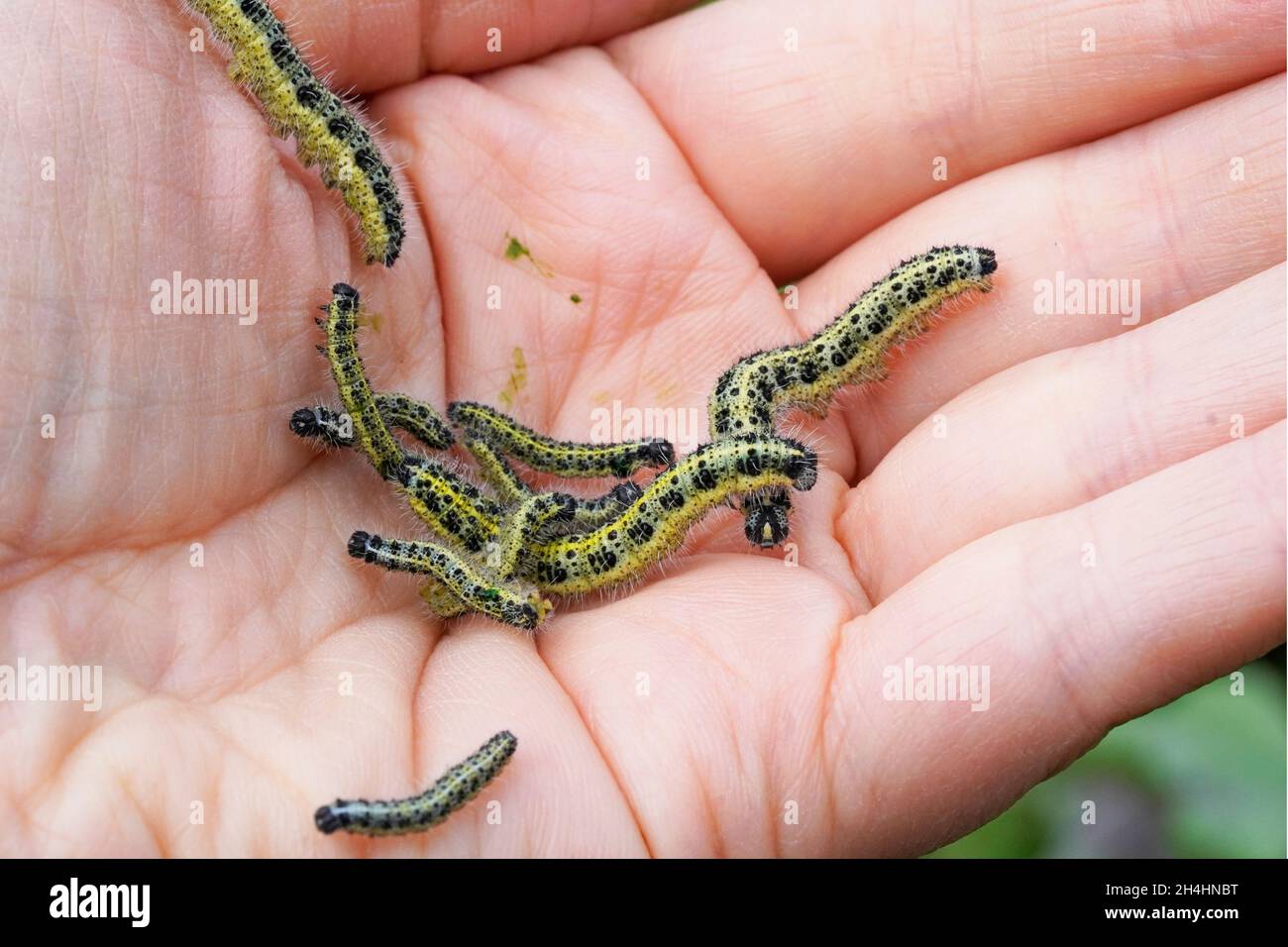 Raupe auf der hand Fotos und Bildmaterial in hoher Auflösung Alamy