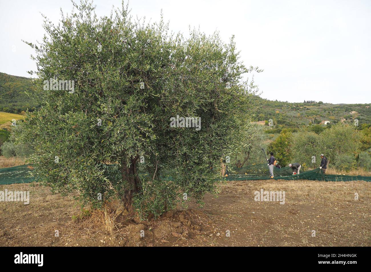 Italien, Region Toskana, Civitella in Val di Chiana (Arezzo), 25. oktober 2021 : Ölernte, die Ernte wurde durch ungünstige Witterungseinflüsse bestraft. Stockfoto