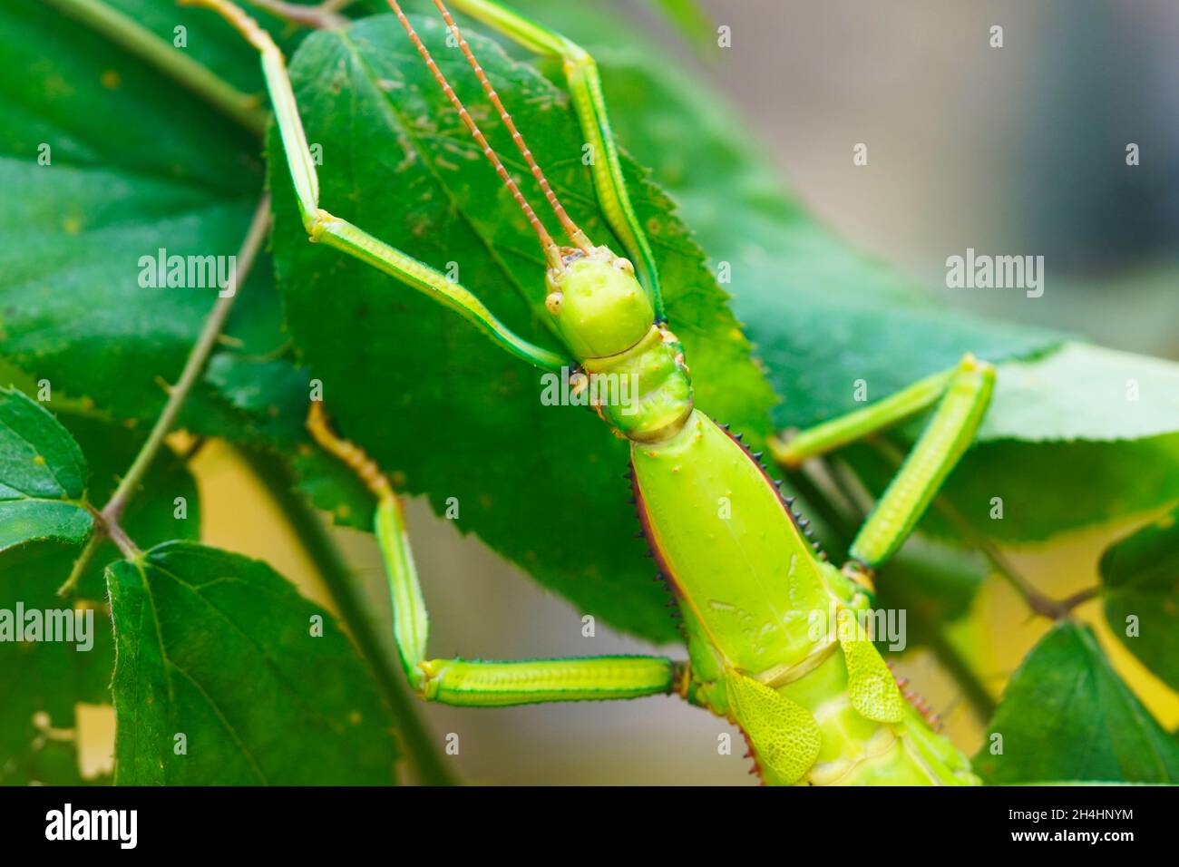 Grünes Insekt auf einem Blatt. Nahaufnahme von Insekten. Phasmatodea. Kriechen. Stockfoto