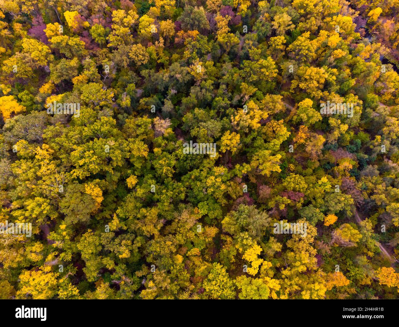 Farbenfroher Herbstwald. Luftaufnahme von Drone. Stockfoto