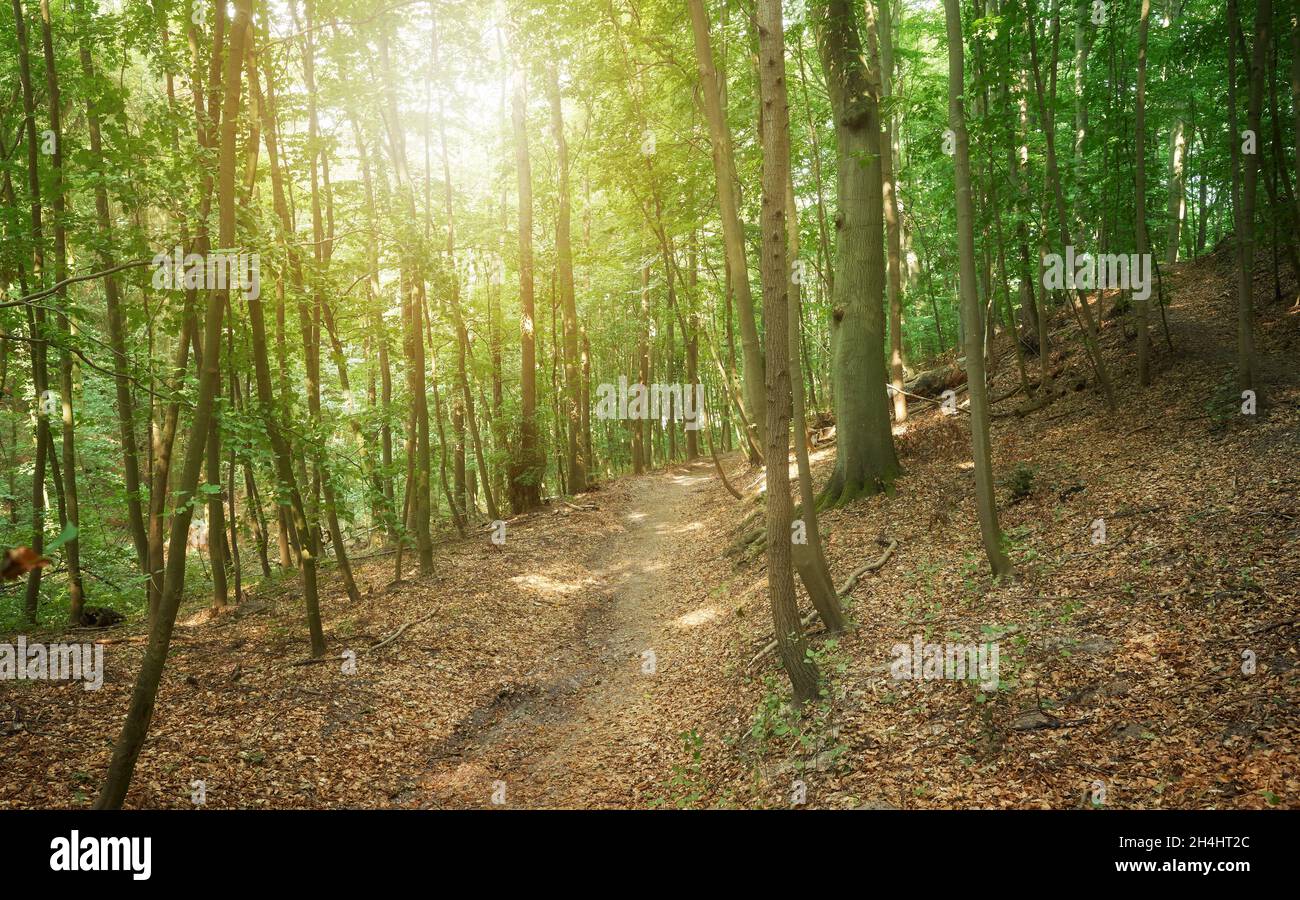 Weg in einem Wald, Herbstlandschaft. Stockfoto