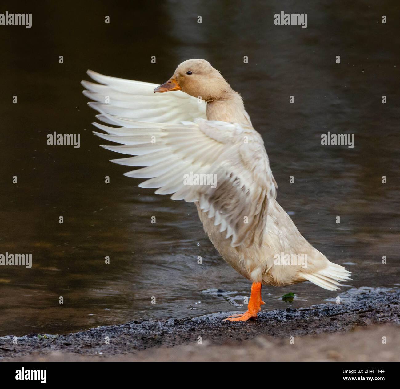 Ente Stockfoto