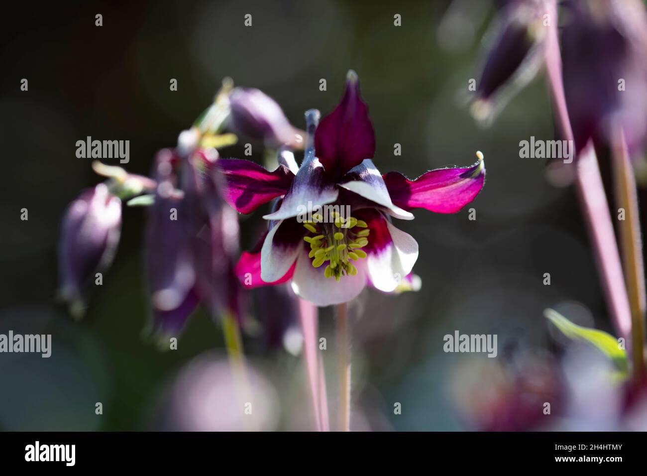 Kurzvorige Akelei (Aquilegia vulgaris) 'William Guiness' in einem Garten in NRW, Deutschland Stockfoto