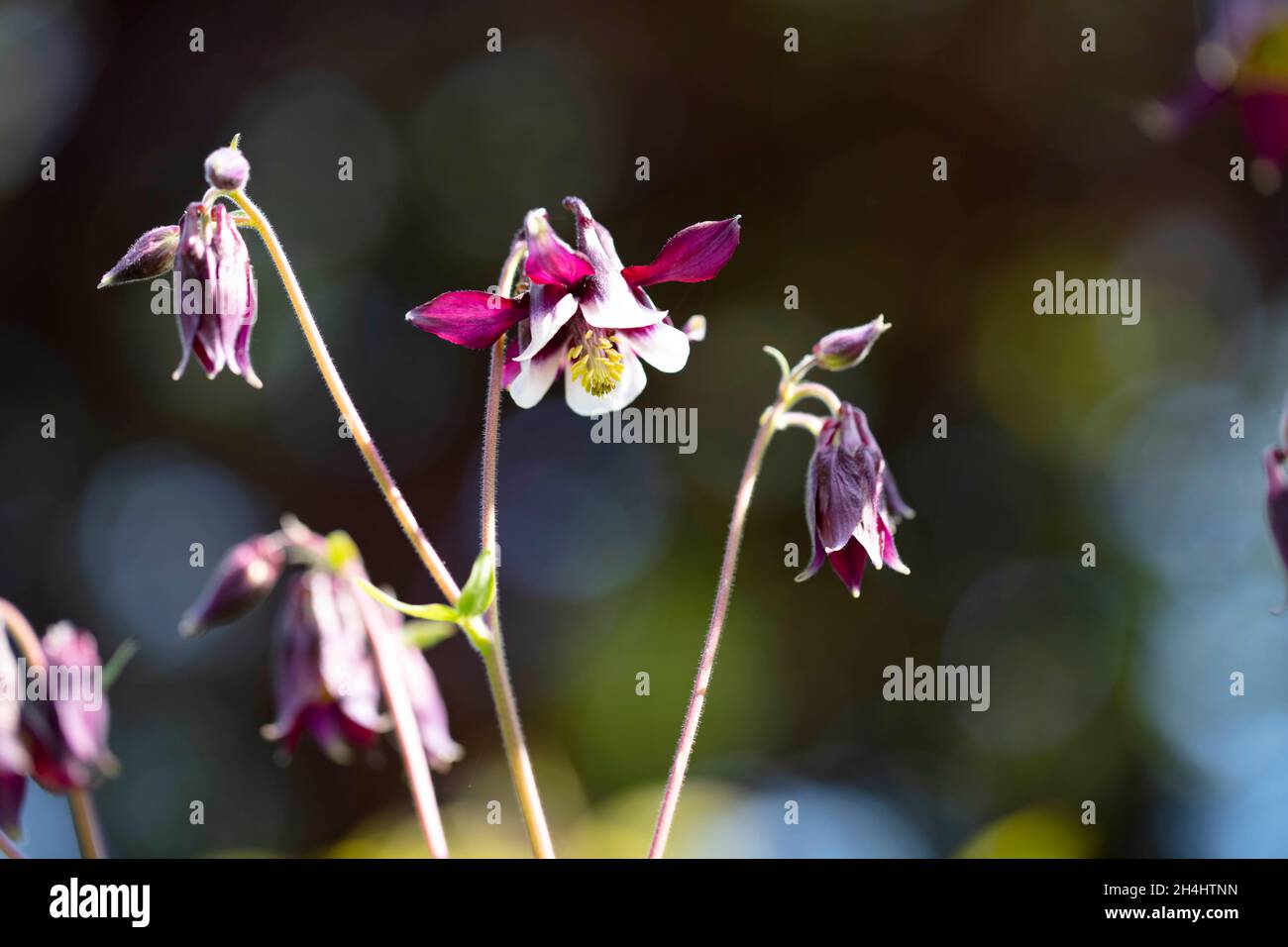 Kurzvorige Akelei (Aquilegia vulgaris) 'William Guiness' in einem Garten in NRW, Deutschland Stockfoto