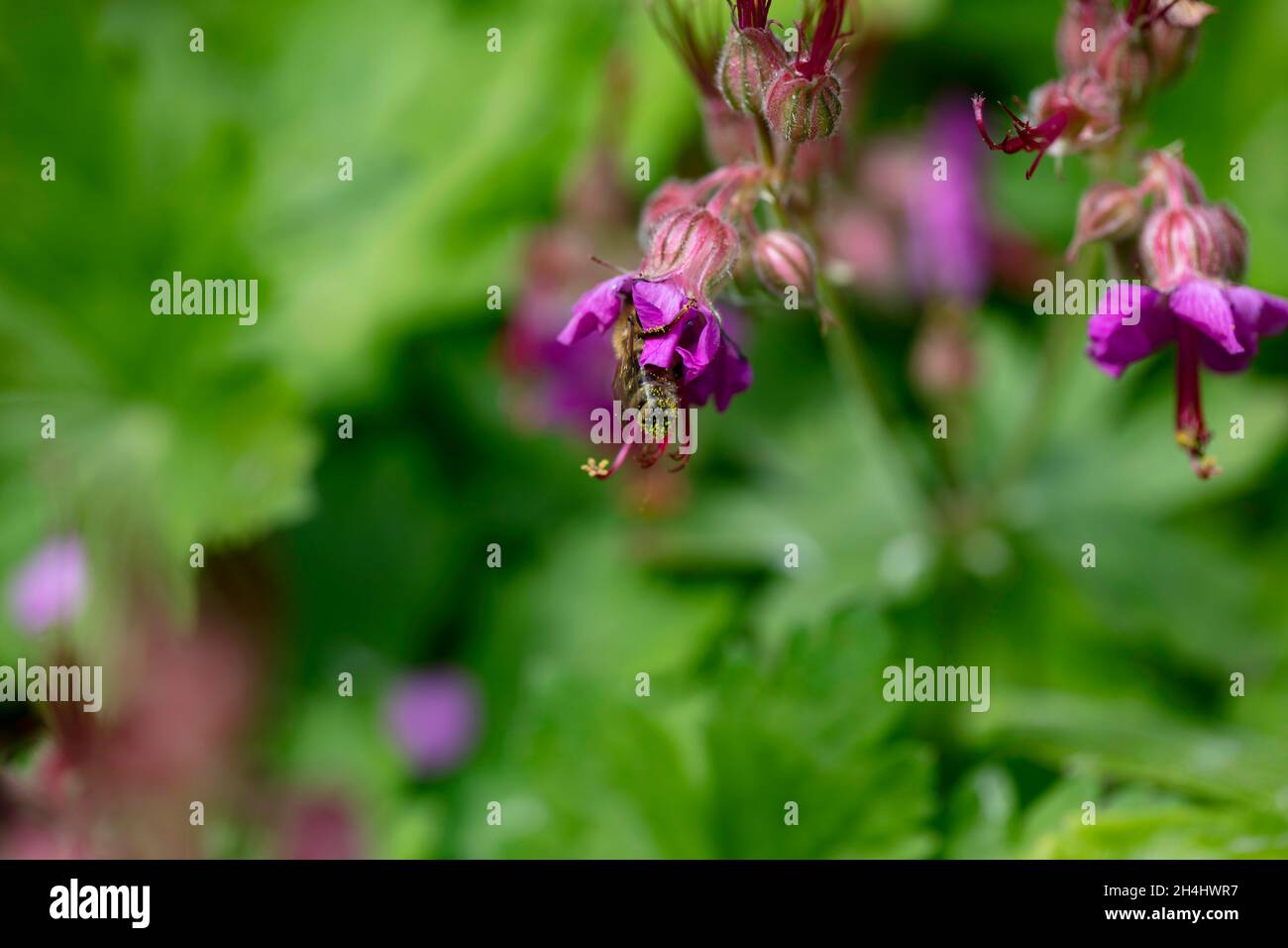 Biene auf einer Blüte des Storchschnabels, botanisch: Geranium macrorrhizum cv., in einem Garten in NRW, Deutschland. Stockfoto