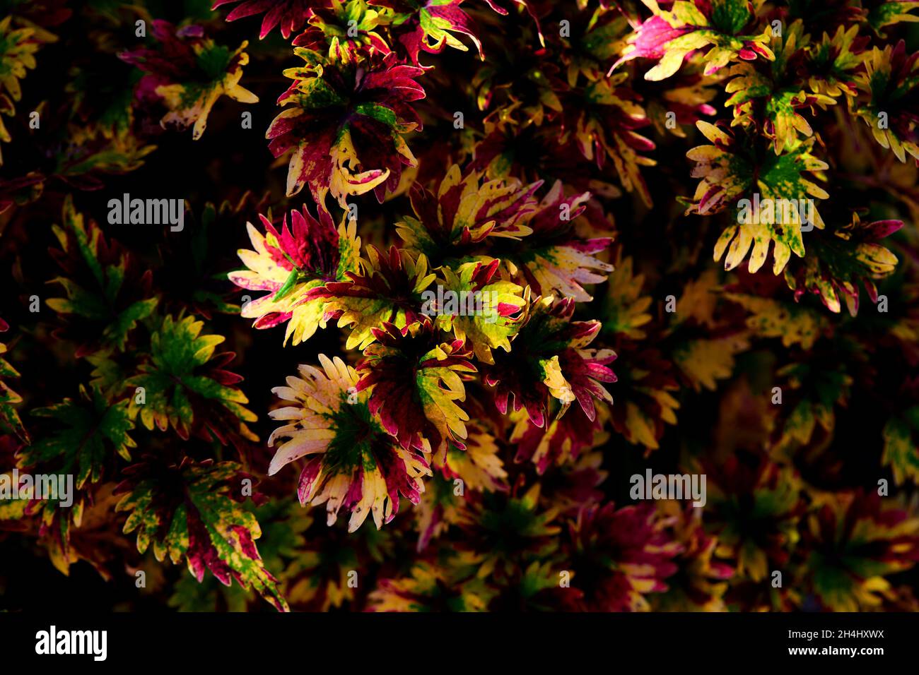 Die schönen bunten Blätter des Coleus im Garten Stockfoto