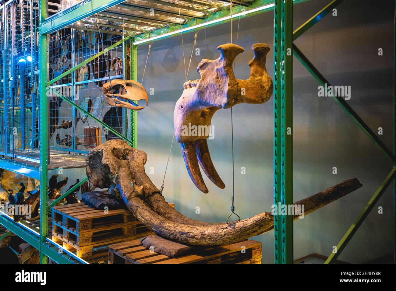 LEIDEN, NIEDERLANDE - 13. Aug 2021: Nahaufnahme eines Skeletts mit Trinkhörnern. Naturkundemuseum, Leiden, Niederlande Stockfoto