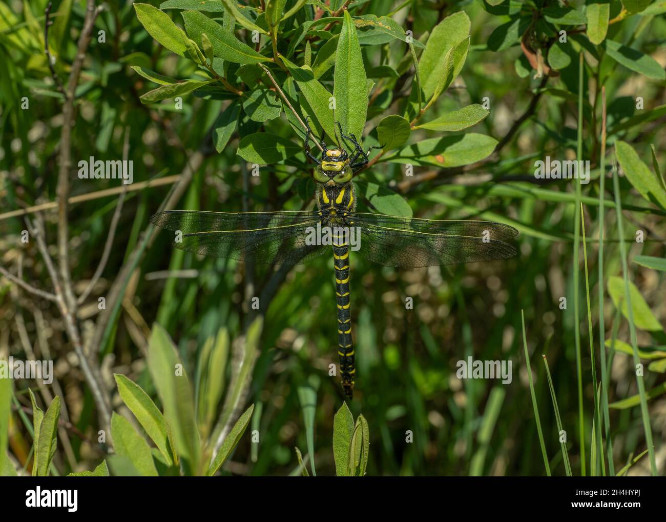 Goldringelige Fliege (Cordulegaster boltonii) mit Beute, die auf Moormyrte, Rahoy Hills, Morvern, Schottland, ruht Stockfoto