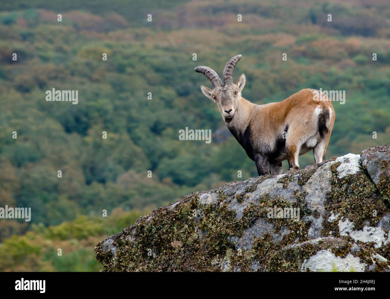 Wilde Bergziege im Parque Nacional da Peneda-Geres. Portugal. Stockfoto